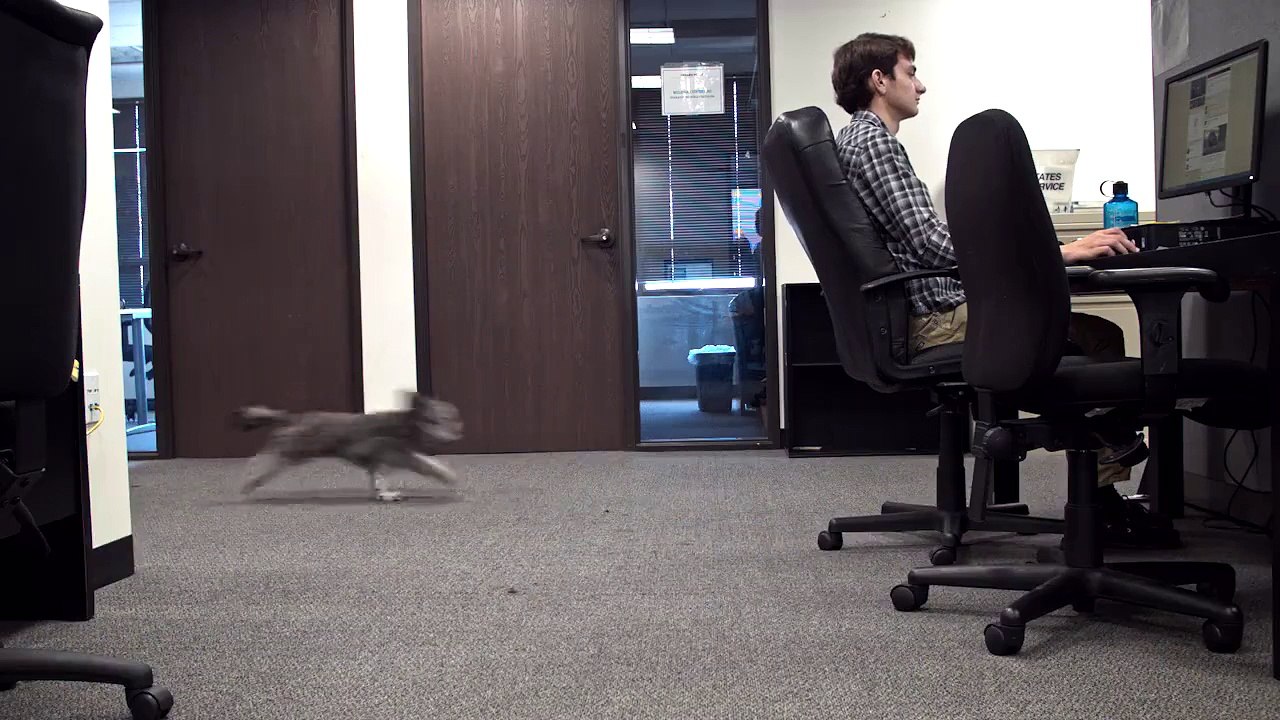 Beau Meets The Top Dog