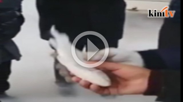 Video ikan beku hidup semula selepas masuk air