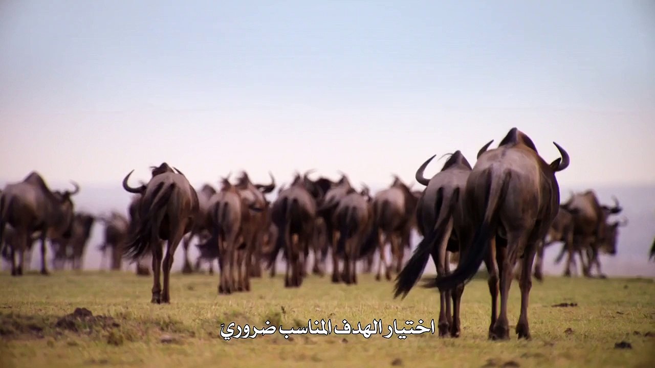 الصيد الحلقة الخامسة_ _لا مكان للاختباء_ - فيديو