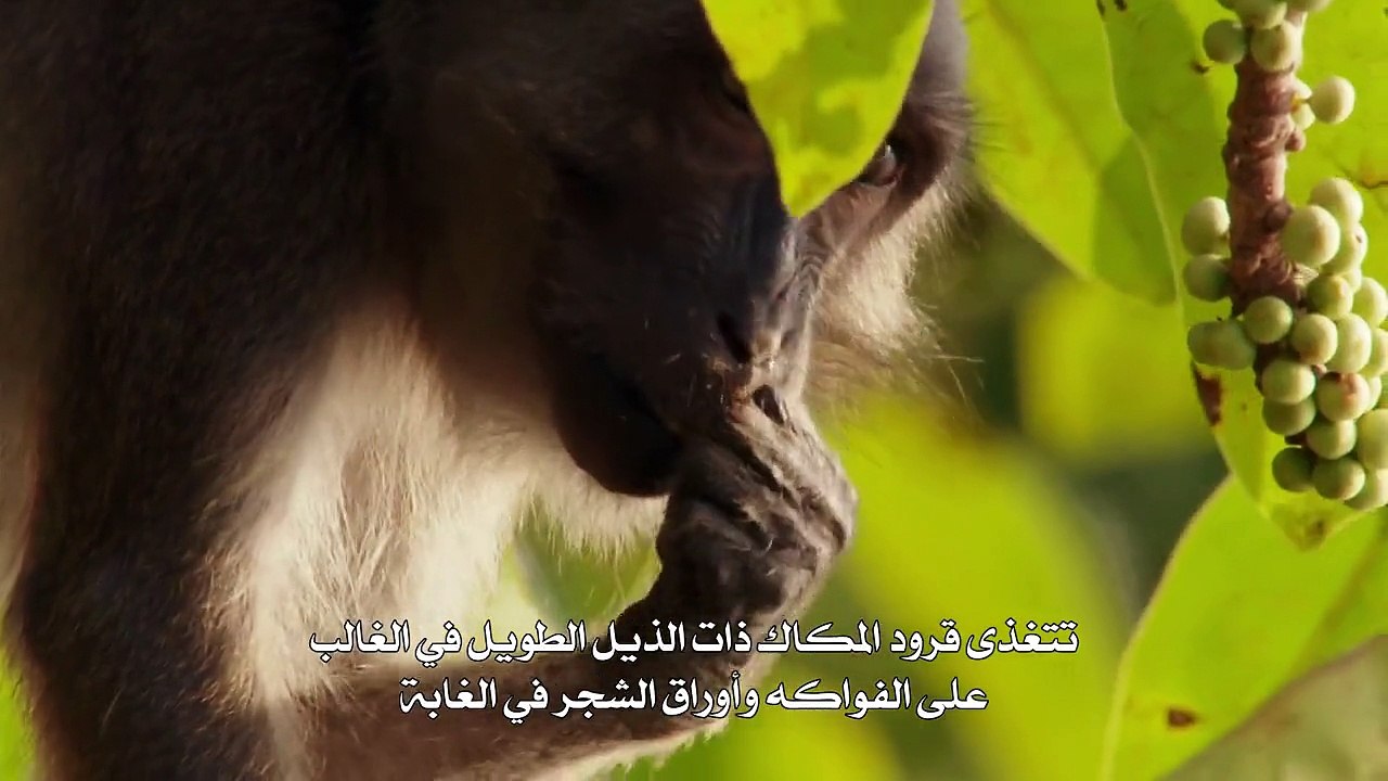 الصيد الحلقه السادسه _ سباق مع الزمن - فيديو