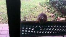 Hand Feeding Squirrel 4!