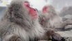 Japonya\'nın Vahşi Doğası : Kar Maymunları (Belgesel)