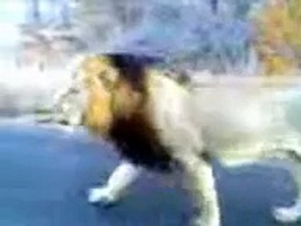 Big Male Lion Roaring Next to the Car - Kruger Sightings