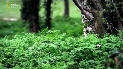 Göklerin Kahramanları : Spitfire Zaferi (Belgesel)