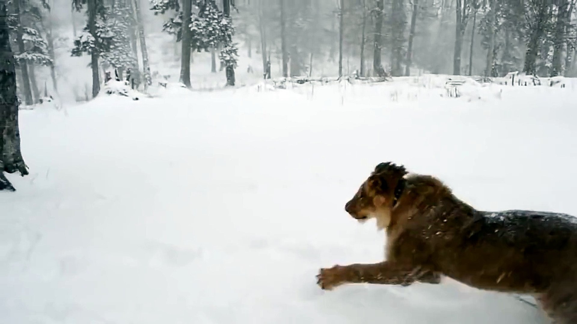 ⁣Зимние игры со львом