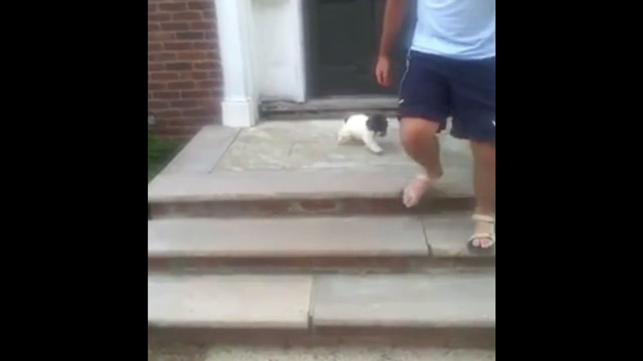 Tiny Dog Jumps Into Bush