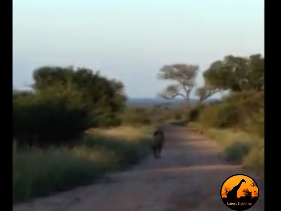 Male Lion Spotted Roaring This Afternoon - Latest Wildlife Sightings