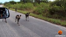 Wild Dog gets Confused with his Reflection in the Car - Latest Wildlife Sightings