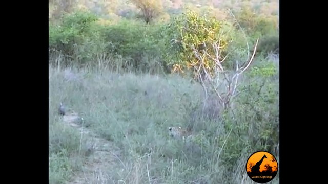 The Most Magnificent Leopard Kill Ever! - Latest Wildlife Sightings