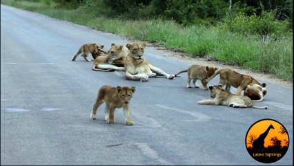Lion Pride Including Playing Cubs - Seen Today! - Latest Wildlife Sightings