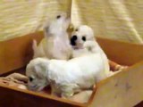 Bichon Frise - My Lovely Puppies! (1 month old)