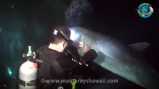 Дельфин попросил дайвера о помощи