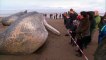 Quatre cachalots s’échouent sur des plages en Angleterre
