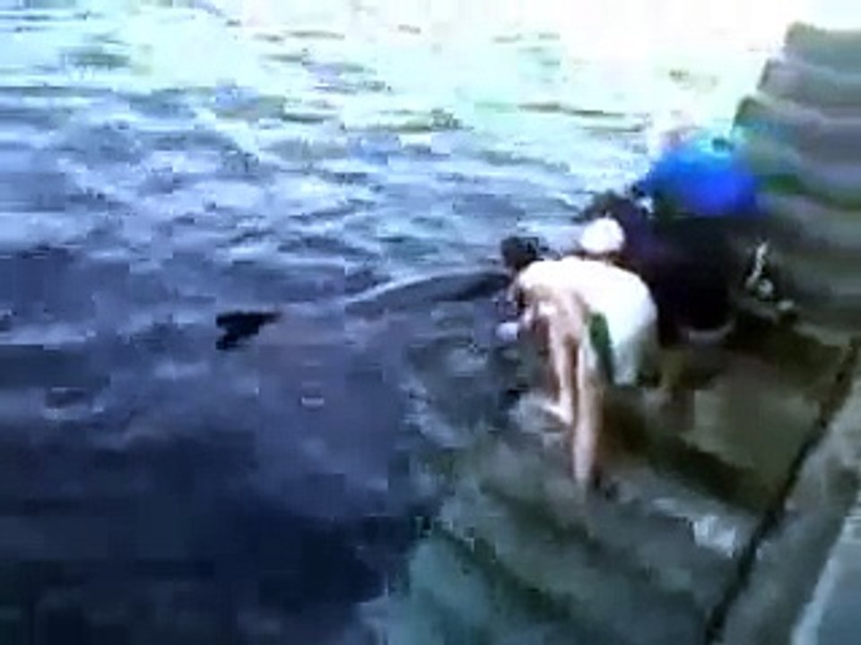 Дельфин напал на женщину