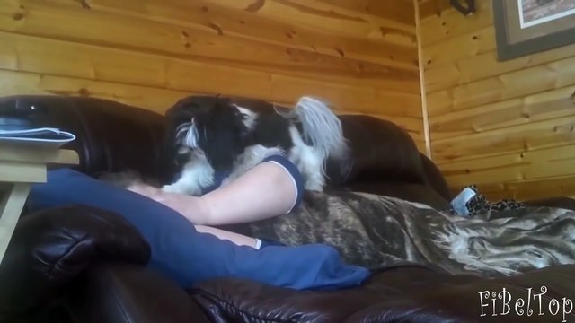 Животные будят своих хозяев