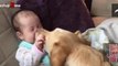 Funny And Cute Babies Laughing Hysterically At Dogs Compilation 2015 => MUST WATCH