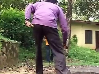 Королевская кобра   змея убийца