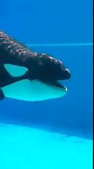 Косатка шутит, показывает зубки. Но ребёнка зачем так пугать؟