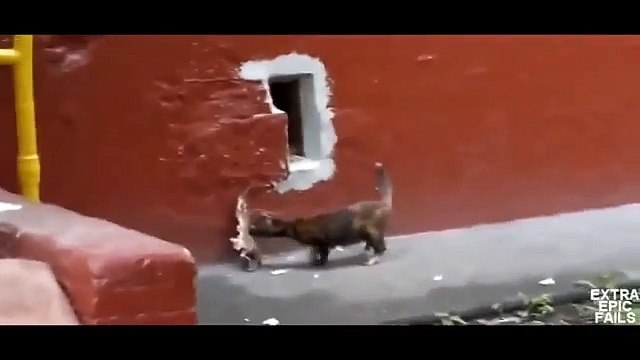 Кот крадет рыбу