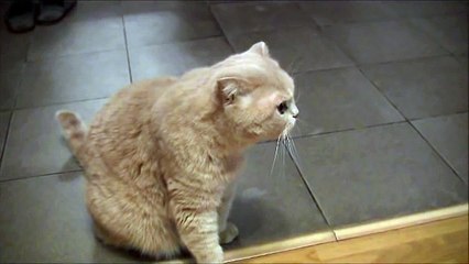 Кот поет песни, это обязательно нужно увидеть!!!