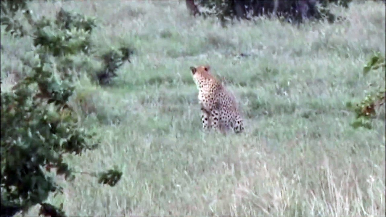 Cheetah Calling For His Partner