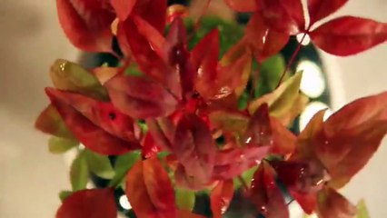 Des japonais créent un bonsaï volant