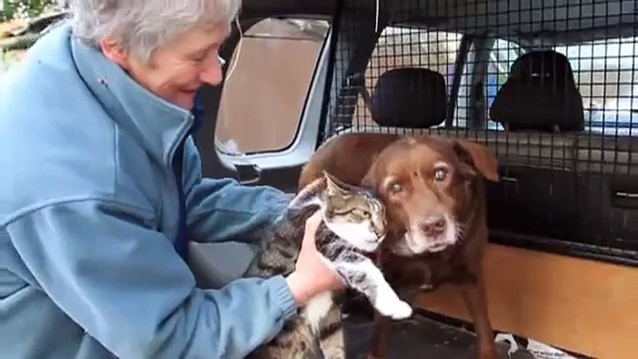 Кошка помогает слепому псу - Cat helps blind dog
