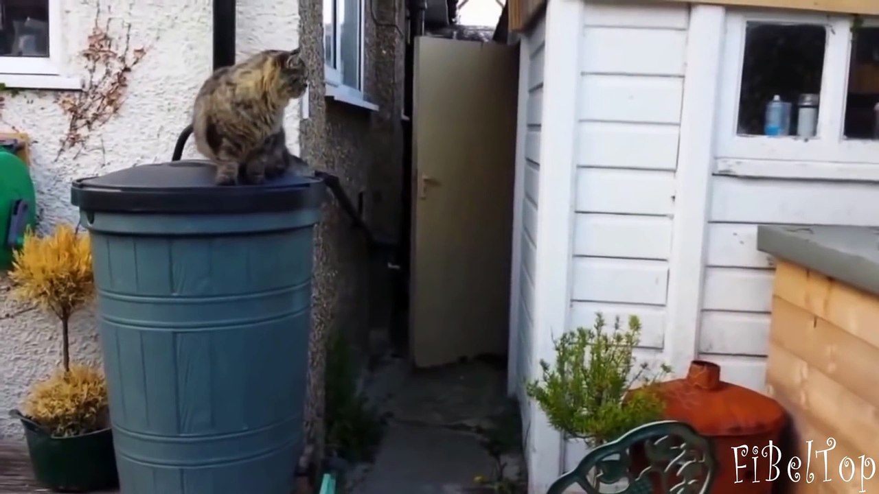 Кошки неудачно прыгают.