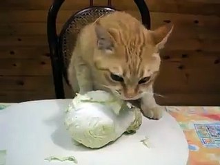 Cute Cat Eat Vegetables.