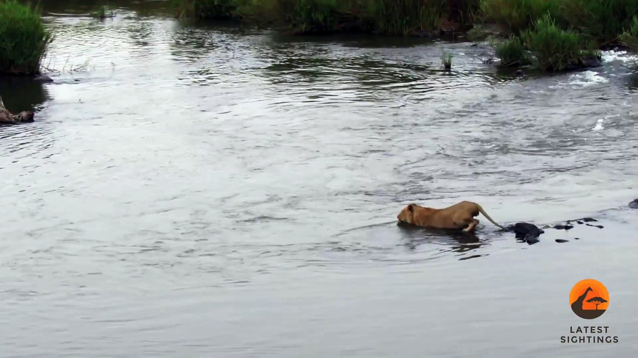 Crocodile Attacks a Male Lion - Latest Wildlife Sightings