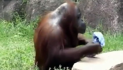 ОБЕЗЬЯНА СПАСАЕТ УТОПАЮЩУЮ APE rescues drowning