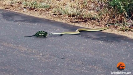 Boomslang Snake Kills a Chameleon Quickly & Swiftly