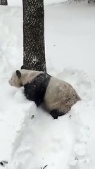 Bear Enjoying on Snow