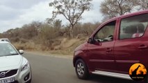 Kudu Jumps Over A Car To Escape From A Lion - 16 September 2013 - Latest Sightings