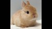 Netherland Dwarf rabbit