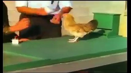 Chicken Trick, Clever Chicken Amzing Chicken Ability