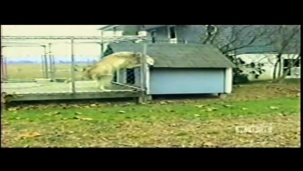 ☺ AFV Part 169 - America's Funniest Home Videos 2012 (Funny Videos Montage Compilation)