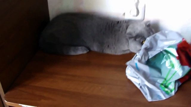 Смешные провинившиеся кошки. Подборка Топ 7