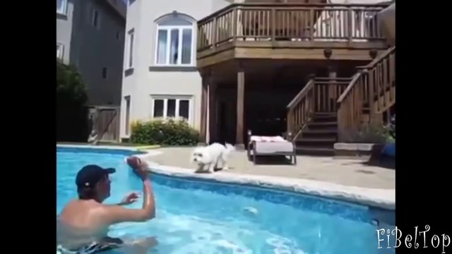 Смешные собаки. Собаки падают в воду подборка