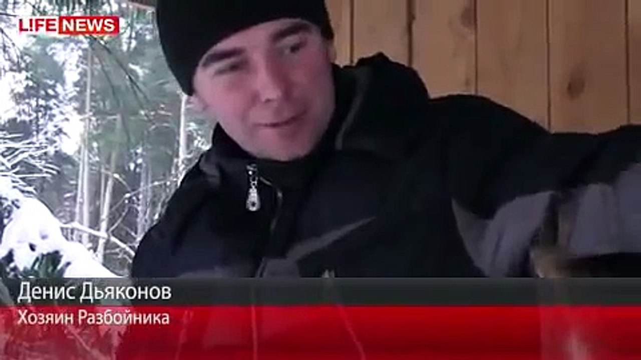 Собака приютила котёнка