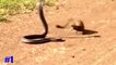 Snake vs Mongoose - Snake vs Mongoose Real Fight HD -