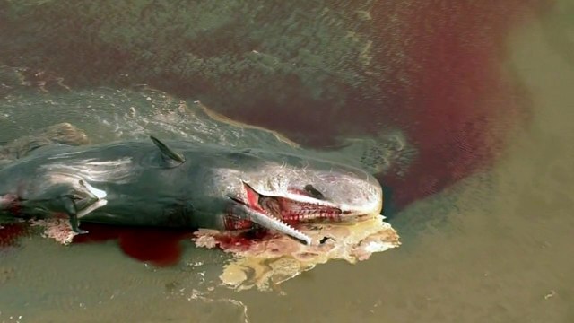 Dead sperm whales washed up on UK beaches attract graffiti