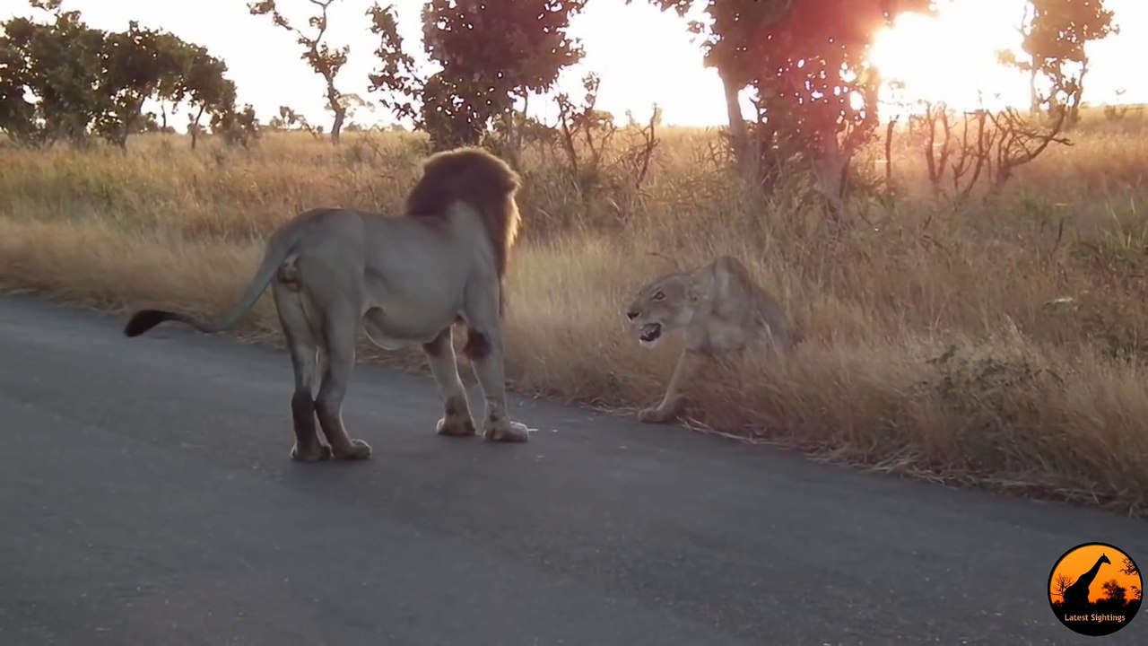 You Don't Mess With An Angry Lioness! - Latest Sightings