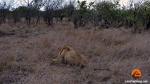 Spotted Hyena Walks Straight Into Male Lion - Latest Wildlife Sightings