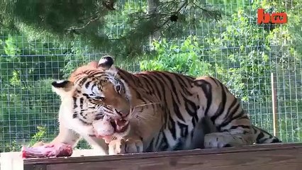 Bengal Tiger - video Dailymotion