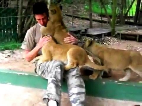 Lion cubs give Worker hugs and kisses on his last day Must watch cute