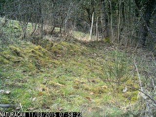 écureuils via Naturacam®