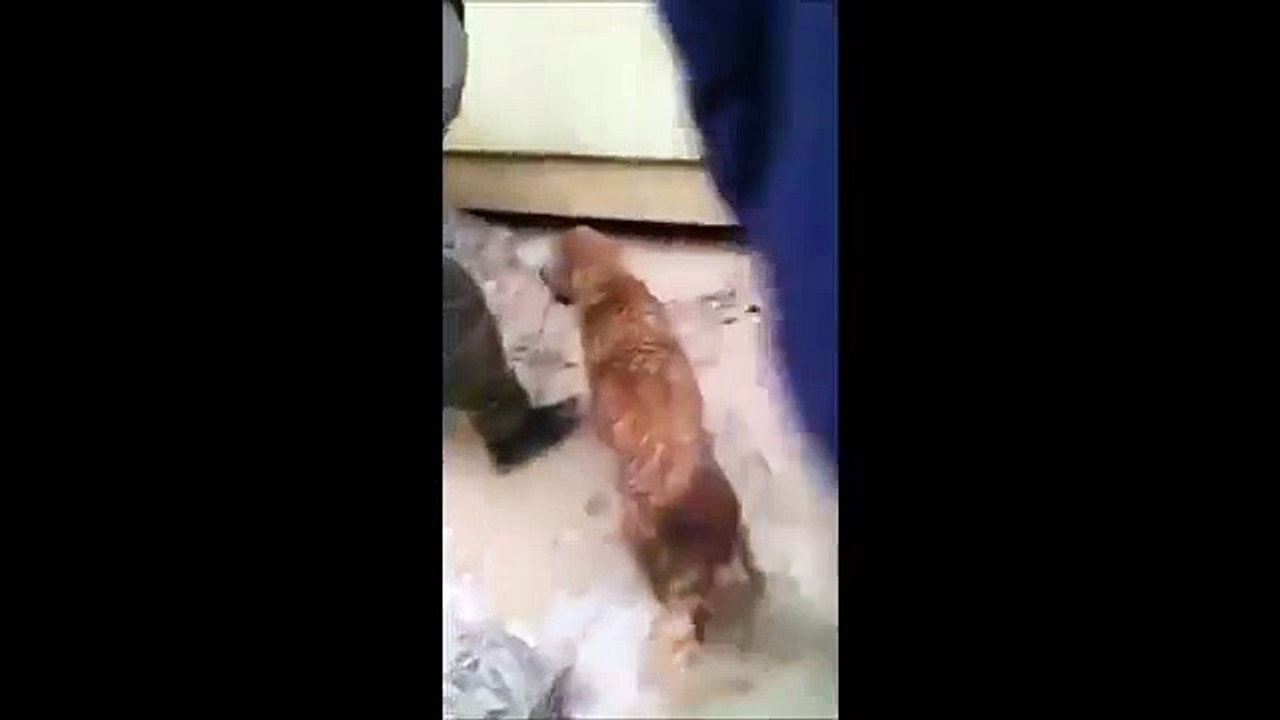 Clever momma dog saves his puppy from drowning