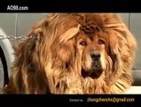 Tibetan Mastiff ！The Return of the King!