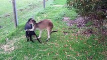 Kangaroo and Rottweiler showing their love for each other